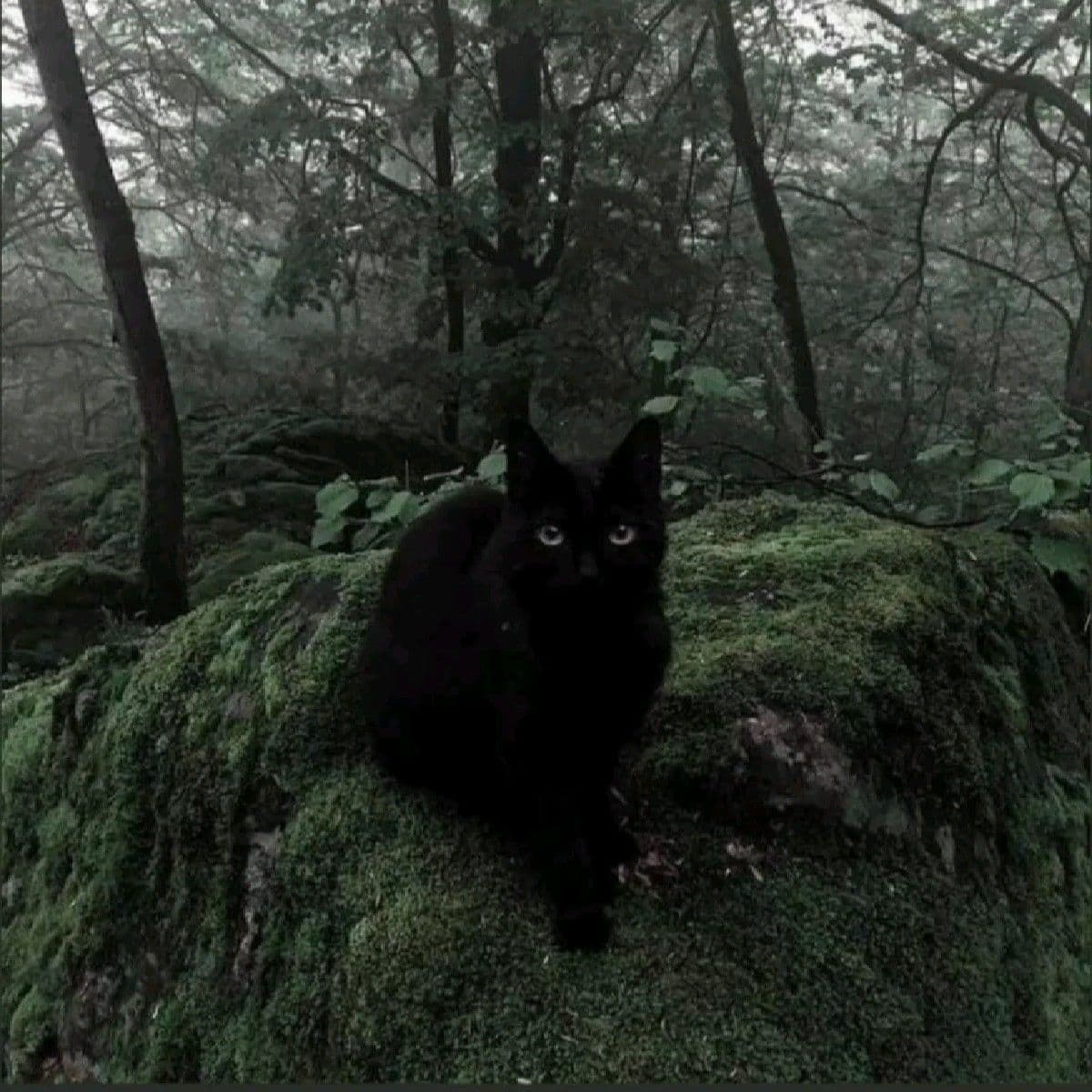 A solitary black cat with piercing, luminous eyes sits poised atop a large, moss-covered rock in a dense, misty forest. The cat's fur is uniformly black, contrasting sharply with the vibrant green moss and the muted, shadowy tones of the surrounding trees. Its posture is alert and still, suggesting quiet observation or readiness. The environment is rich with natural detail, featuring thick tree trunks, hanging branches, and a foggy atmosphere that enhances the scene's mysterious and tranquil mood. The lighting is soft and diffused, characteristic of an overcast or misty day, casting gentle shadows and emphasizing the cat's silhouette against the verdant backdrop.