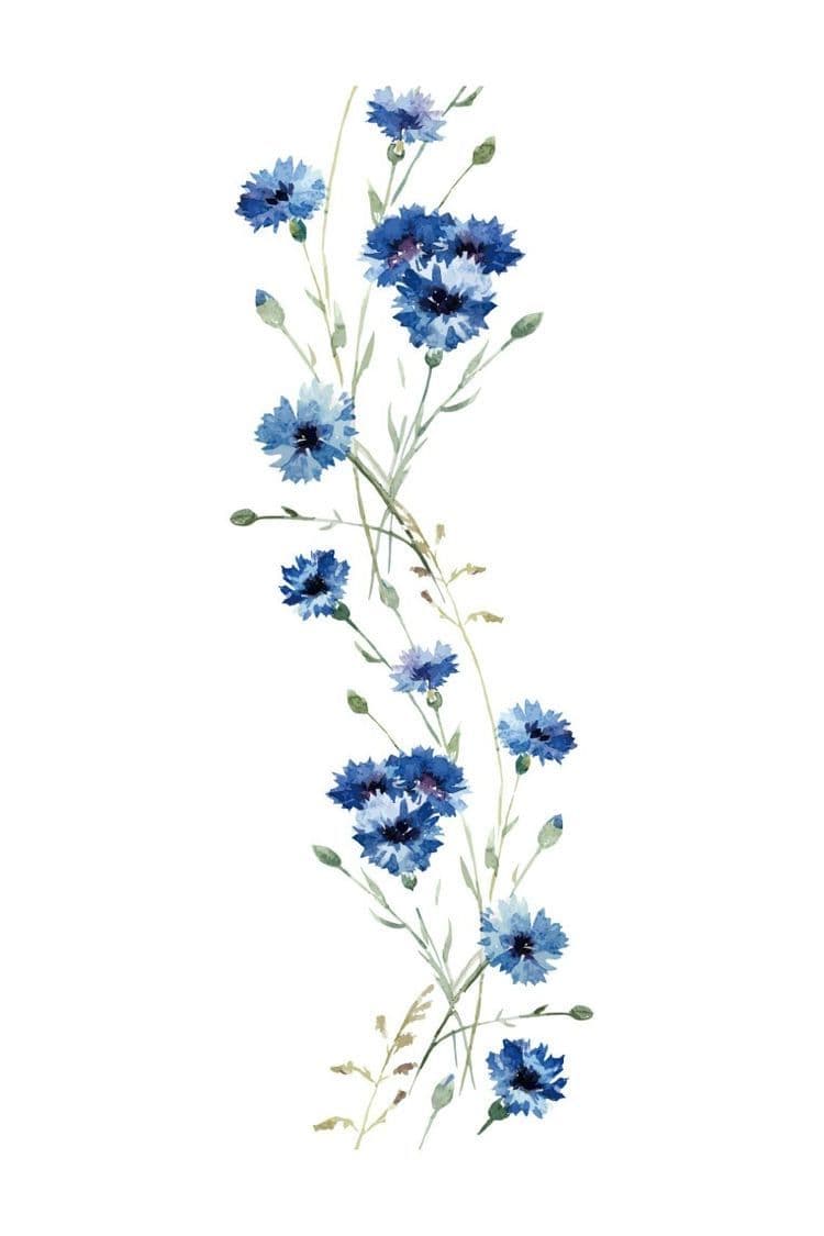 This image features a vertical arrangement of delicate blue cornflowers rendered in a soft watercolor style, with slender green stems and buds extending upward against a plain white background. The flowers display varying shades of blue with subtle gradients, creating a sense of depth and natural texture, while the buds remain unopened, adding a touch of anticipation. The composition is minimalist and elegant, emphasizing the organic flow of the stems and the gentle, airy quality of the blossoms. The artistic technique employs translucent washes and fine brushwork to capture the delicate petals and the subtle imperfections of nature. The overall atmosphere is serene and tranquil, evoking a sense of calm and natural beauty suitable for a peaceful, family-friendly setting.