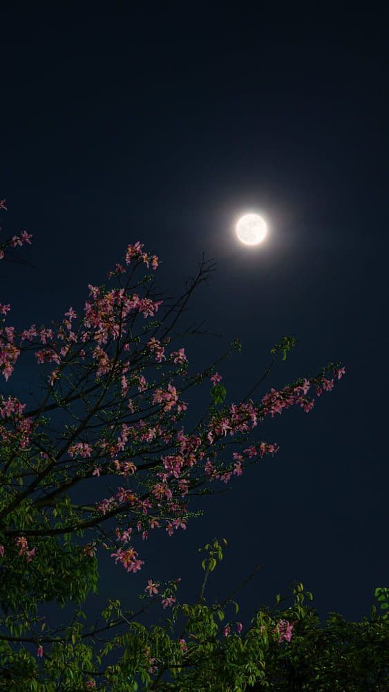 This serene nighttime photograph captures a full moon glowing brightly against a deep indigo sky, positioned above a flowering tree with delicate pink blossoms and dark, slender branches. The tree's foliage, including green leaves and clusters of blossoms, occupies the lower and left portions of the frame, creating a natural, organic contrast with the celestial element. The lighting is soft and natural, emanating from the moon, which illuminates the blossoms with a gentle glow while casting subtle shadows on the branches. The composition is tranquil and contemplative, evoking a sense of calm and wonder as nature connects with the cosmos. The image is rendered with high clarity and color fidelity, emphasizing the peaceful interplay between the organic and the celestial.