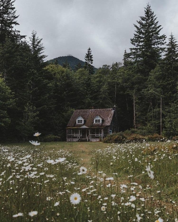 A solitary, rustic wooden cabin with a dark shingled roof and white-trimmed windows sits nestled in a dense forest of tall evergreen trees. In the foreground, a vibrant meadow filled with white daisies stretches toward the cabin, creating a soft, natural transition. The scene is framed by a cloudy, overcast sky, with a misty mountain peak visible in the distance, adding depth and a sense of seclusion. The photograph employs a shallow depth of field, keeping the daisies in focus while softly blurring the cabin and background, enhancing the tranquil, almost dreamlike atmosphere. The overall tone is peaceful and serene, evoking feelings of solitude, nature’s beauty, and quiet contemplation.