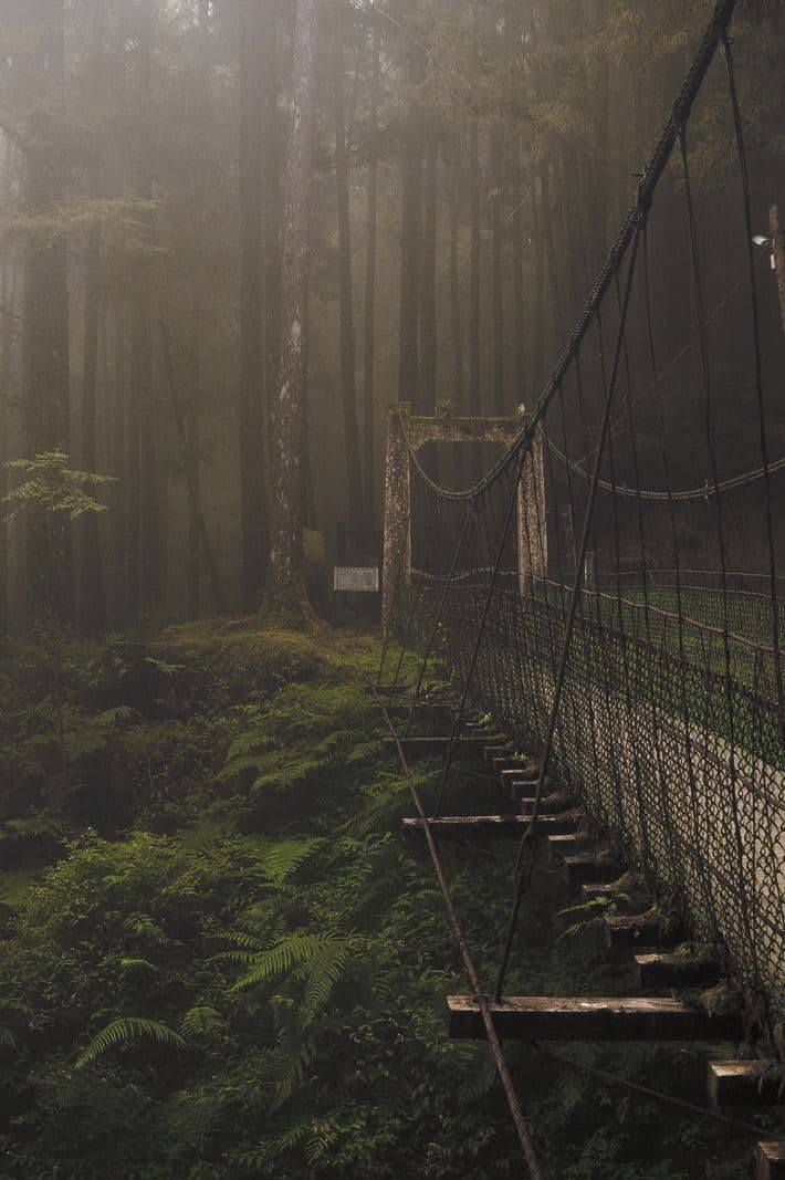 The image captures a misty, atmospheric forest scene featuring a weathered wooden suspension bridge with chain-link railings, extending into a dense thicket of tall trees and lush ferns. The foggy ambiance softens the background, creating a sense of depth and mystery as the bridge recedes into the greenery. The lighting is diffused natural daylight, casting a muted, cool tone across the moss-covered ground and towering trunks. The composition emphasizes the bridge as a leading line, guiding the viewer’s eye through the verdant, secluded environment. The overall mood is serene, tranquil, and slightly melancholic, evoking a sense of quiet exploration and natural solitude.
