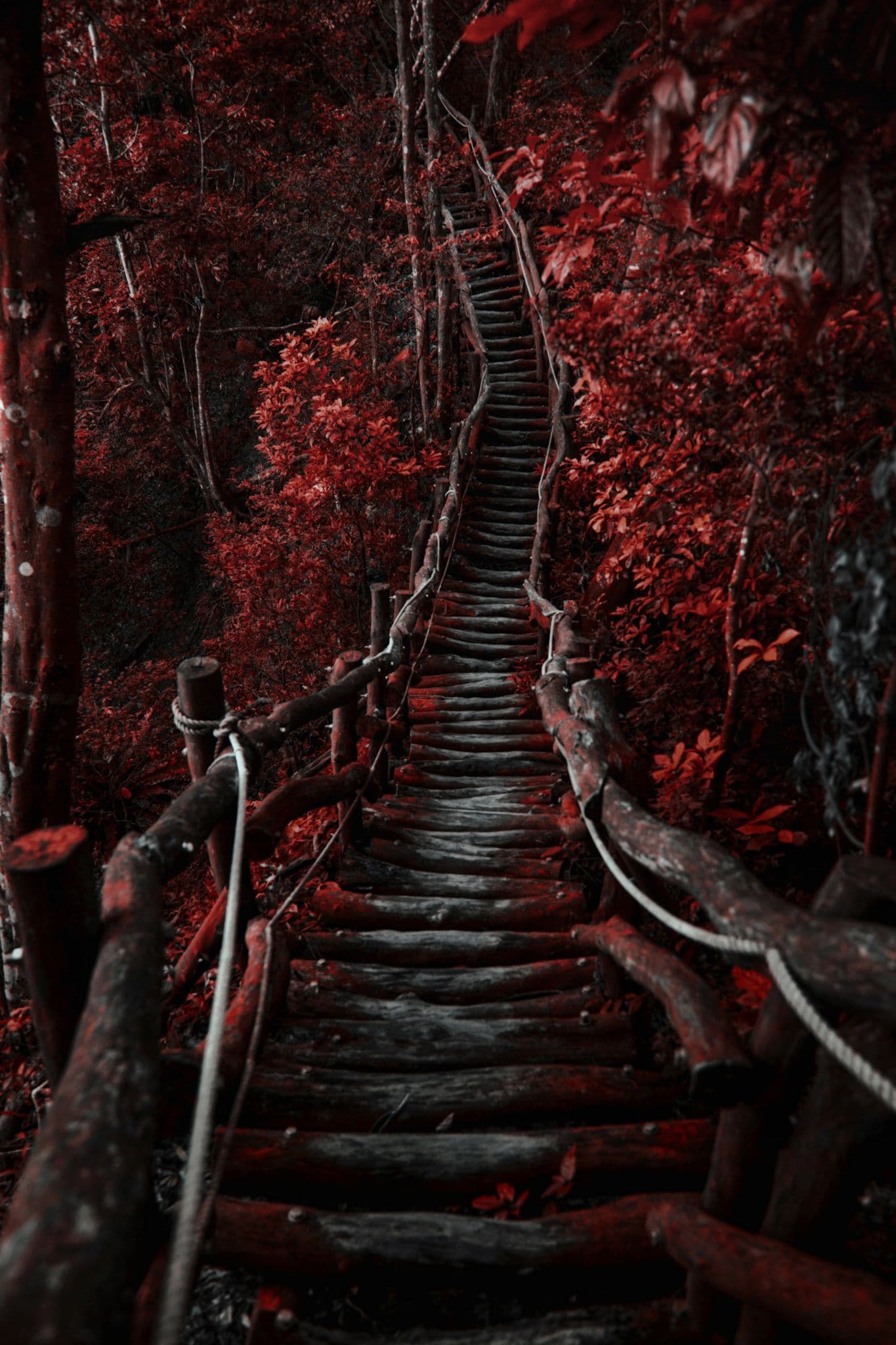 The image captures a narrow, rustic wooden staircase winding upward through a dense, forested ravine, flanked by gnarled tree trunks and vibrant red foliage. The steps are constructed from weathered logs, with rope and wooden railings providing support, suggesting a path through a natural, untamed environment. The scene is bathed in a moody, saturated red light, creating a dramatic and slightly ominous atmosphere that contrasts with the organic textures of wood and leaves. The composition draws the viewer’s eye upward along the staircase, implying a journey or ascent into the unknown. The overall tone is mysterious and contemplative, enhanced by the deep shadows and rich color palette.